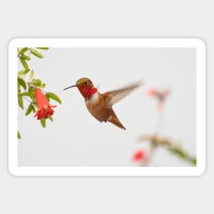 Rufous Hummingbird Sticker